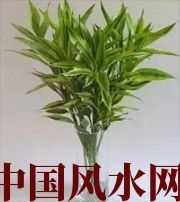 吕梁十二生肖养什么植物最旺财运？你知道吗！