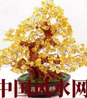 吕梁买了招财植物却不能发财，是方位摆错了！